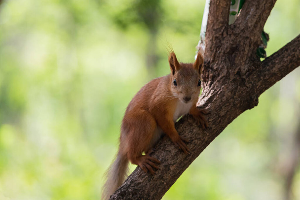 Utelias punainen orava lähikuva muotokuva katselee kameraan istuessaan puun oksalla kesällä metsäpuistossa ulkona - Valokuva, kuva