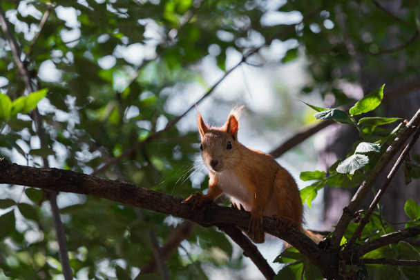 Hauska punainen orava taustavalaistu istuu pienellä puun oksalla ja katsoo kameraan - Valokuva, kuva