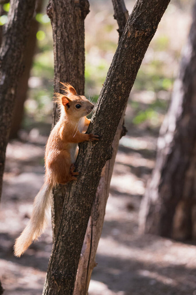 drôle euroasiatique rouge écureuil regarder loin tandis que assis sur minuscule tronc d'arbre serrant l "écorce dans forêt parc à l'extérieur
 - Photo, image