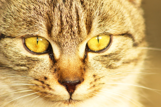 γάτα. (felis silvestris catus) - Φωτογραφία, εικόνα