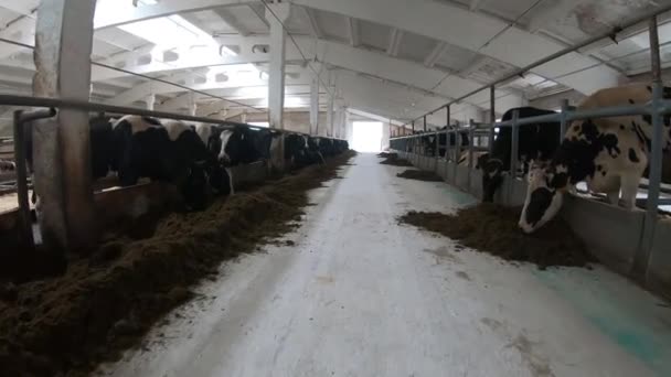 家畜農場で牛。牧場の牛小屋の中の牛. - 映像、動画