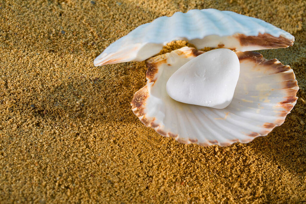 A shiny white pearl. Large clam shell. Yellow wet sea sand. Sandy coast. - 写真・画像