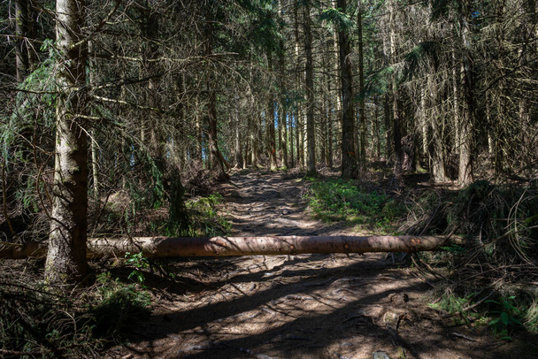 Містичний ліс з кореневою стежкою і деревом, що лежить над стежкою. Сонце світить крізь дерева
 - Фото, зображення