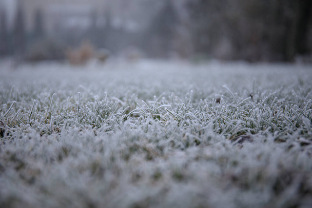 rijm ijs op de naalden van een jeneverbes struik op zonnige winterochtend - Foto, afbeelding