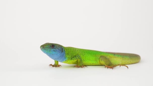 Green lizard on a white background screen. - Footage, Video