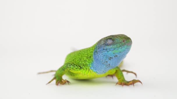 Green lizard on a white background screen. - Footage, Video