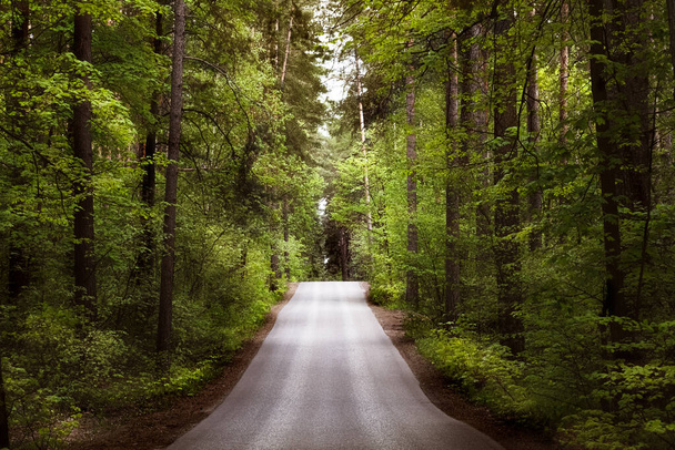 A beautiful tree lined road leading into the forest. The sun breaks through the branches. Long way through beautiful forests. Travel concept - Photo, image