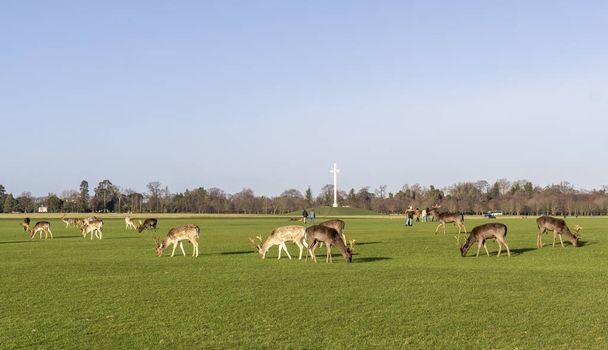 Stádo jelenů na louce - Fotografie, Obrázek