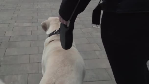 Tunnistamaton nainen kävelee noutajan kanssa labrador onnellinen koira kaupungin puistossa - Materiaali, video
