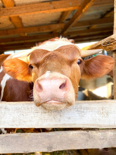 Close-up of a brown cow on a farm animal. - 写真・画像