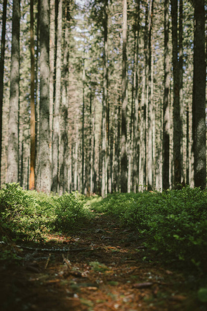 Ormanda bir ağaç - Fotoğraf, Görsel