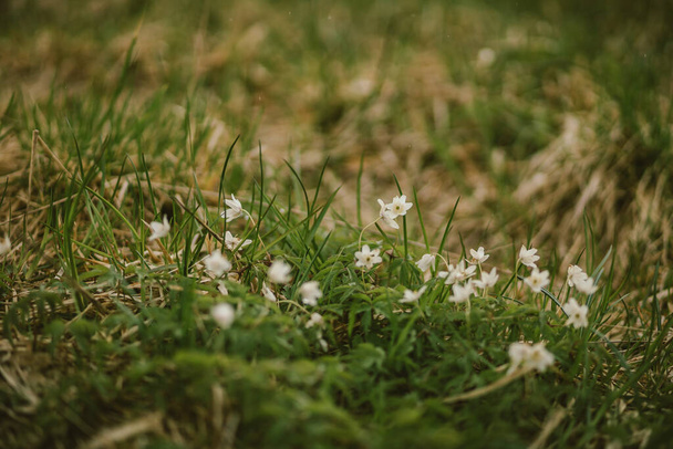 птах, що сидить на траві покритому полем
 - Фото, зображення
