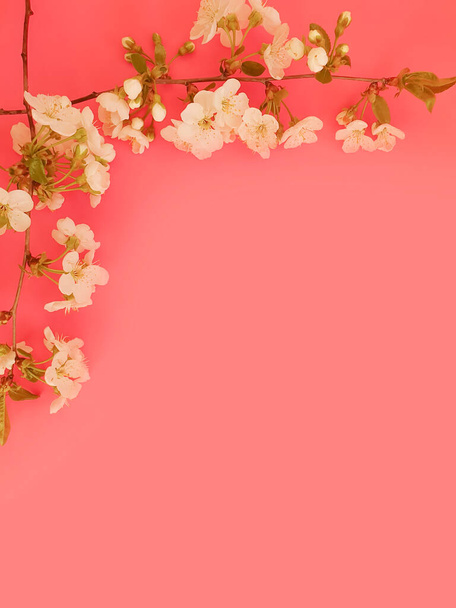 cherry flower on a colored background frame - Fotoğraf, Görsel