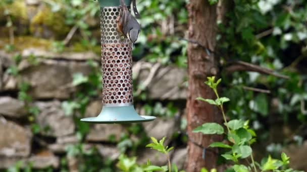 Egy ideges nudli rendszeresen ellenőrzi a környezetét, miközben mogyorót eszik egy kerti madáretetőből. Eltávolít egy diót és elrepül.. - Felvétel, videó