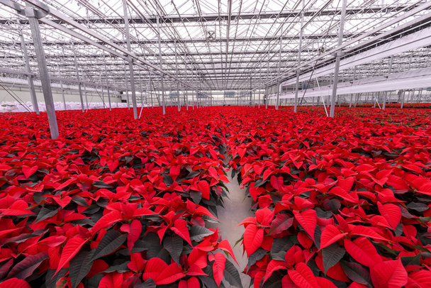 red poinsettia plants inside hothouse - Photo, Image