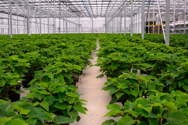 Potted poinsettia plants growing in greenhouse. Green plants waiting to bloom. - Photo, image