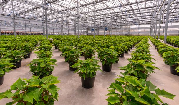Potted poinsettia plants growing in greenhouse. Green plants waiting to bloom. - Photo, Image