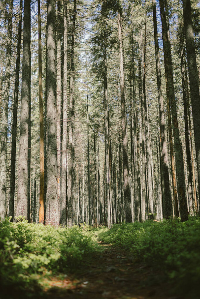 Дерево в лесу - Фото, изображение