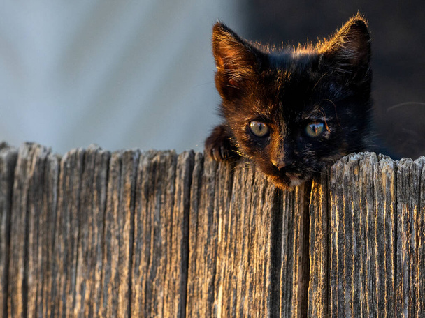 Petit chat noir et curieux loking sur la clôture
 - Photo, image