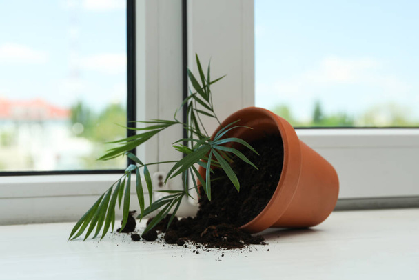 Overturned terracotta flower pot with soil and plant on white windowsill indoors - Фото, изображение