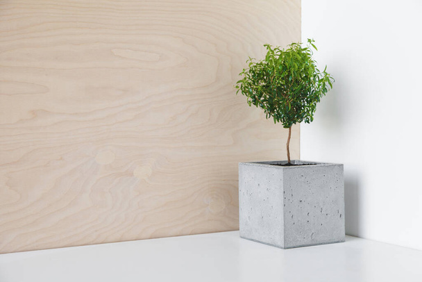 Houseplant in a minimalist pot of concrete - Фото, зображення