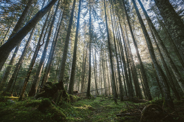 A large tree in a forest - Fotoğraf, Görsel