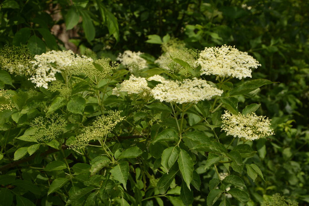 Elderberry flower. Elder, green fox in a garden, white flowers on a bush, flowering elder. Flower buds and flowers of the Black Elder in spring - Photo, Image