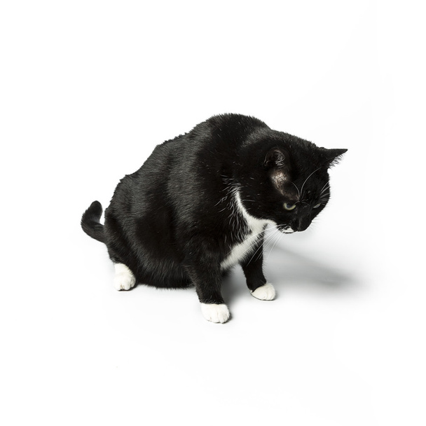 猫の分離された黒い国内猫ペット キティ キティ ニャー探している忠実な whisker 免除 - 写真・画像