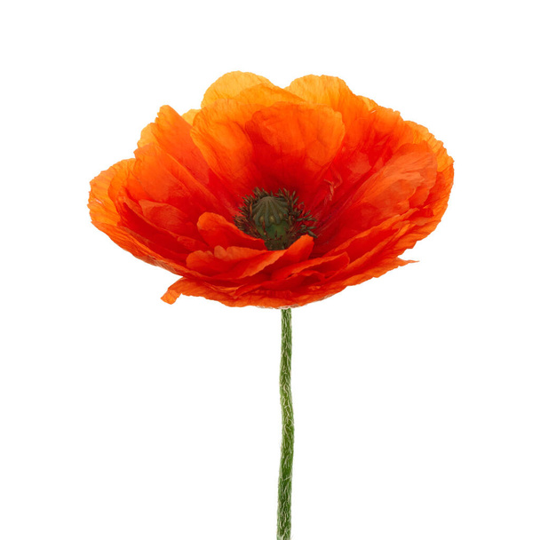 Poppy isolated on white background. Wild spring wildflower. - Foto, immagini