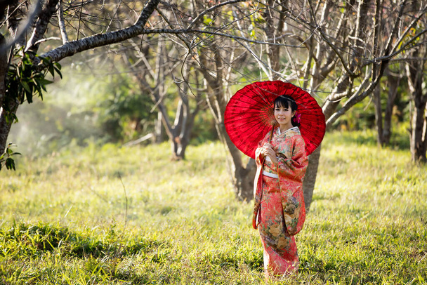 Asian women wearing traditional japanese kimono and red umbrella in the himalayan sakura garden,Thailand. - Photo, Image