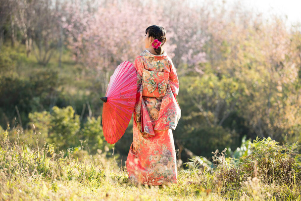 Ασιάτισσες που φορούν παραδοσιακό γιαπωνέζικο κιμονό και κόκκινη ομπρέλα στον κήπο με τα σακούρα των Ιμαλαΐων, Ταϊλάνδη. - Φωτογραφία, εικόνα