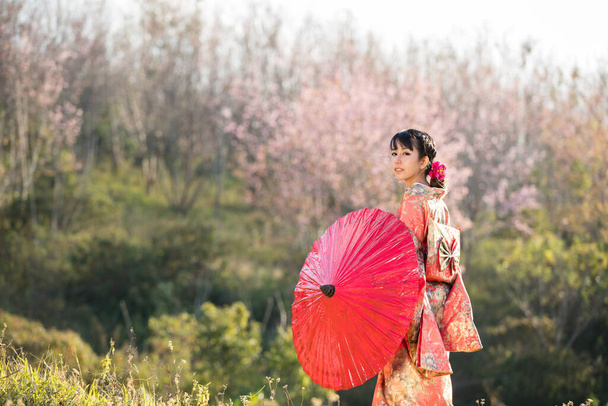 Azjatki ubrane w tradycyjne japońskie kimono i czerwony parasol w himalajskim ogrodzie sakura, Tajlandia. - Zdjęcie, obraz