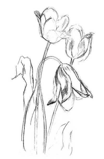 Hrubý náčrt tří tulipánů. Jednoduchá kresba grafitovou tužkou na bílém papíru. Ruční práce. Bílé pozadí. Izolovaný objekt. - Fotografie, Obrázek