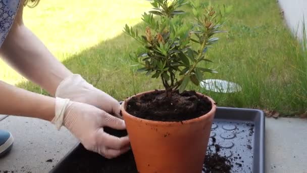Video of woman's hands planting flowers in the pot at backyard - Materiaali, video