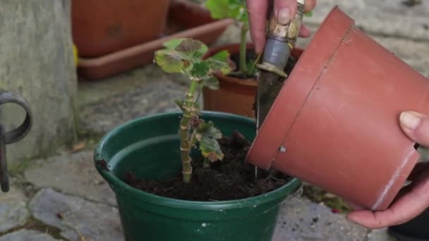 Gartenarbeit und Pflege von Topfpflanzen - Filmmaterial, Video