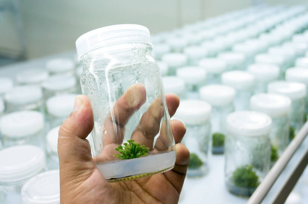 Эксперимент культуры тканей растений в лаборатории, Селективный фокус
. - Фото, изображение