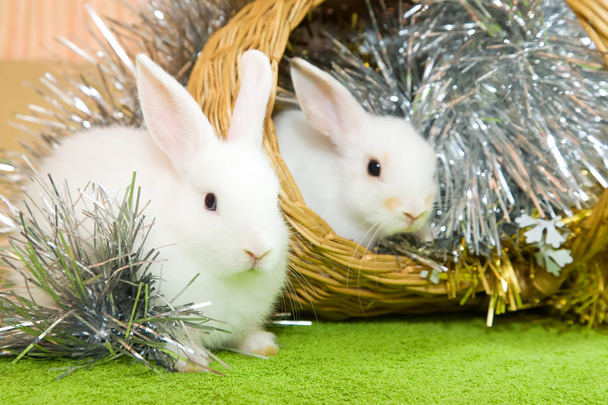White rabbits in basket - Foto, Imagem