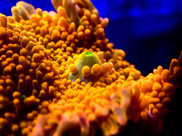 Ricordea yuma polyypit korva sieni koralli - Ricordeidae sp. - Valokuva, kuva