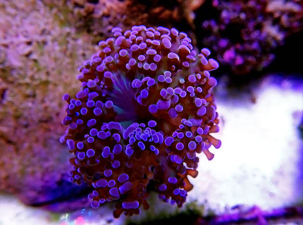 Hämmästyttävä värikäs Euphyllia divisa alias Frogspawn LPS koralli - Valokuva, kuva