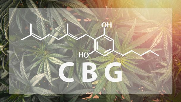 CBGカンナビゲロール文字と化学構造を持つ医療大麻の完全なフレームオーバーヘッドショット - 写真・画像