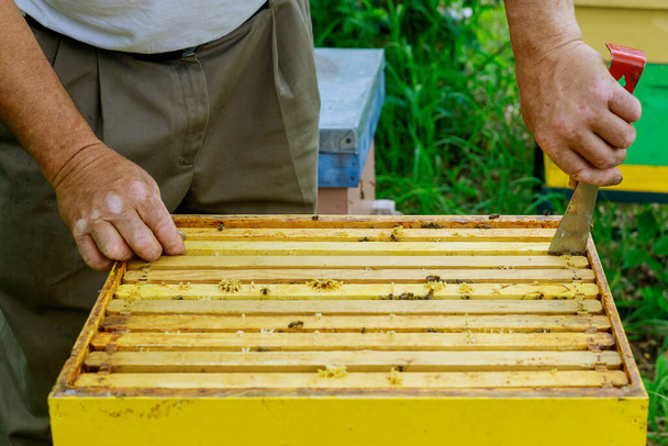 Бджільництво бджільництва працює з бджолами біля вуликів, виймаючи рами з медоносцями для огляду
 - Фото, зображення