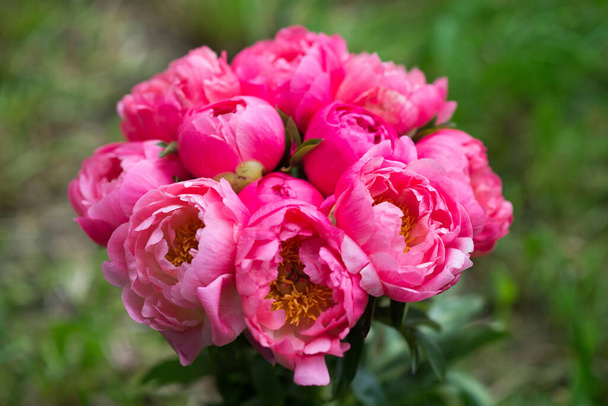 Red, pink peonies on green nature background - Photo, Image