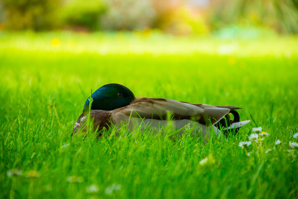 Großaufnahme einer blauköpfigen Ente, die auf dem grünen Gras liegt. - Foto, Bild