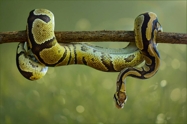 Шаровая змея в кустах в тропическом лесу
 - Фото, изображение