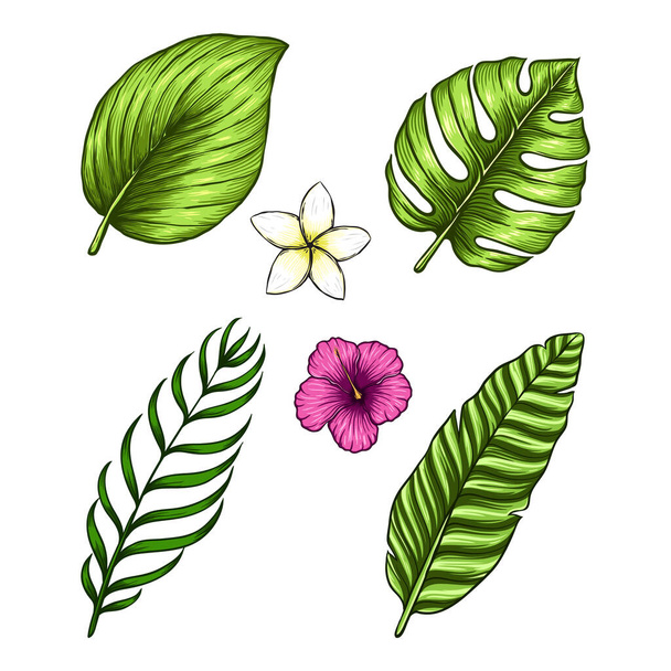 vector tropical leaves floral illustration set - ベクター画像