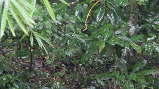 Tropikal ormanda yağmur yağdığında ağaçlar - Video, Çekim