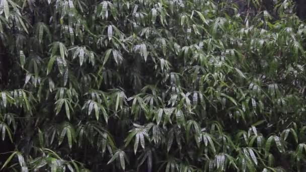 Yağmur yağdığında tropikal ormanda Bambu Ağaçları - Video, Çekim