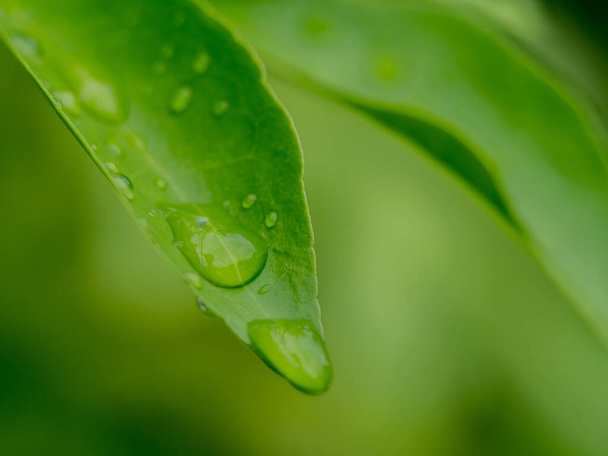 Balanço de água na folha Fundo verde natural
  - Foto, Imagem