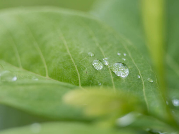 Ισορροπία νερού στα φύλλα Φυσικό πράσινο φόντο  - Φωτογραφία, εικόνα