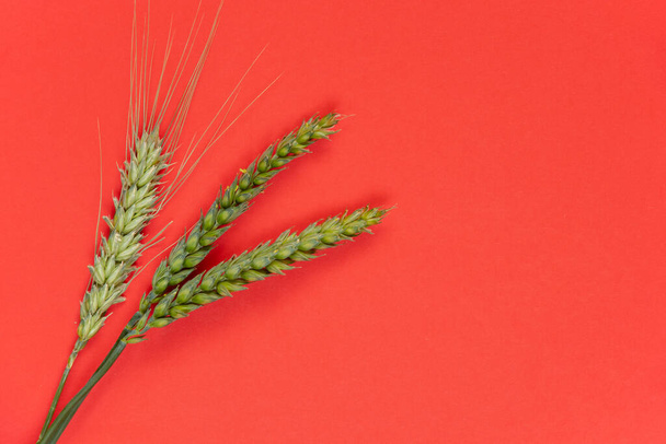 green wheat branches with field lie on a red background - Photo, Image